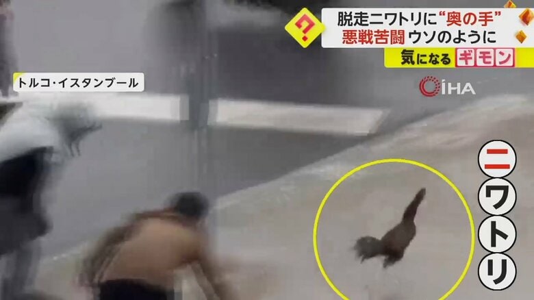 脱走“ニワトリ”相手に大捕物　悪戦苦闘の末…もう1羽のニワトリでおびき寄せて確保　トルコ｜FNNプライムオンライン