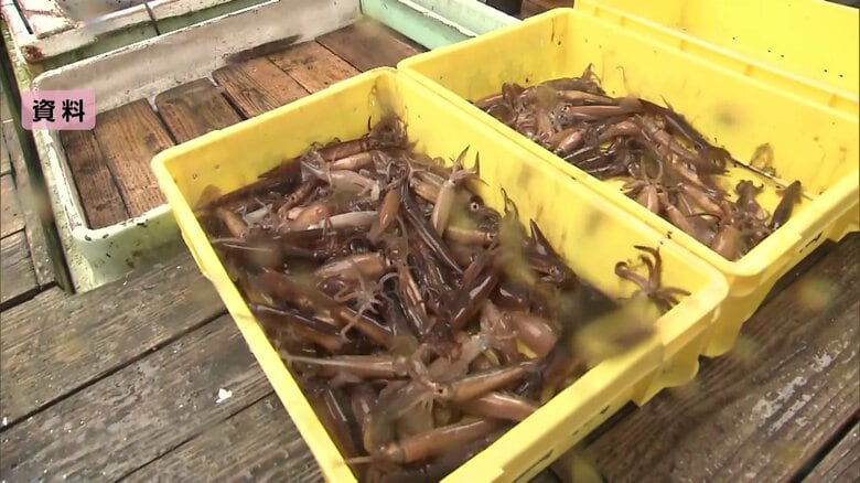 スルメイカ漁に初の停止命令へ…理由は「豊漁で取れすぎ」　漁獲枠4900トンに対して5388トンと大幅超過　価格上昇の可能性も｜FNNプライムオンライン