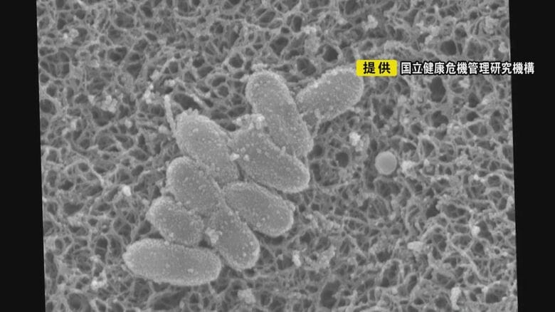 乳児は重症化し死亡する恐れも…『百日ぜき』感染が全国的に拡大 症状の軽い大人が受診せず広げてしまう可能性｜FNNプライムオンライン