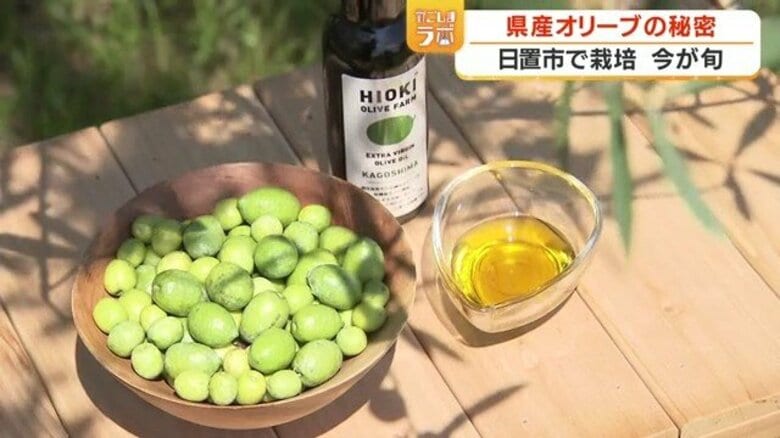 国産オリーブオイルが鹿児島で生まれる理由 手摘み・24時間以内搾油・収穫は日本一早い9月|FNNプライムオンライン