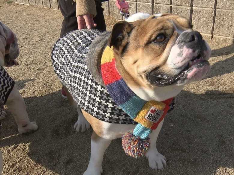 マフラー犬がいました