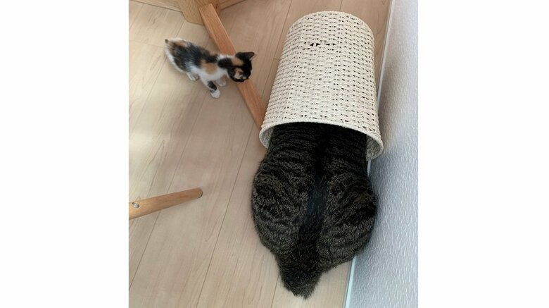 左:ふうちゃん 右:カゴに隠れる先住猫の金時くん