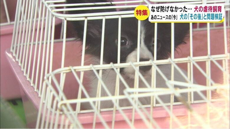 保護された犬