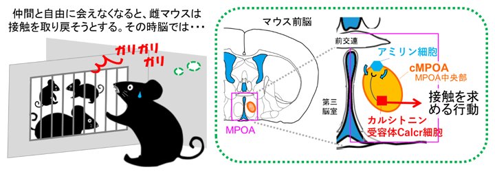 (出典:理化学研究所)