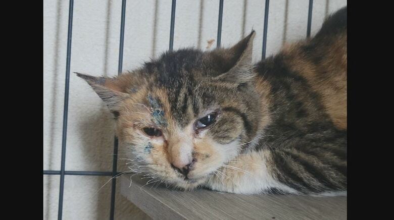 火事でやけどした猫