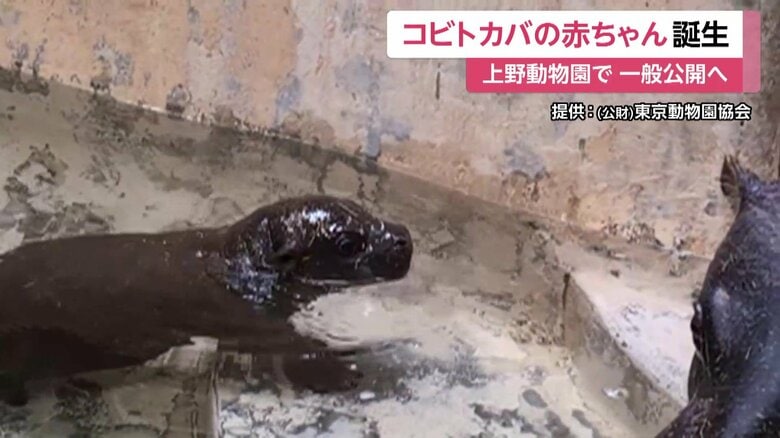 一般公開に向けて屋外で過ごす練習の真っ最中