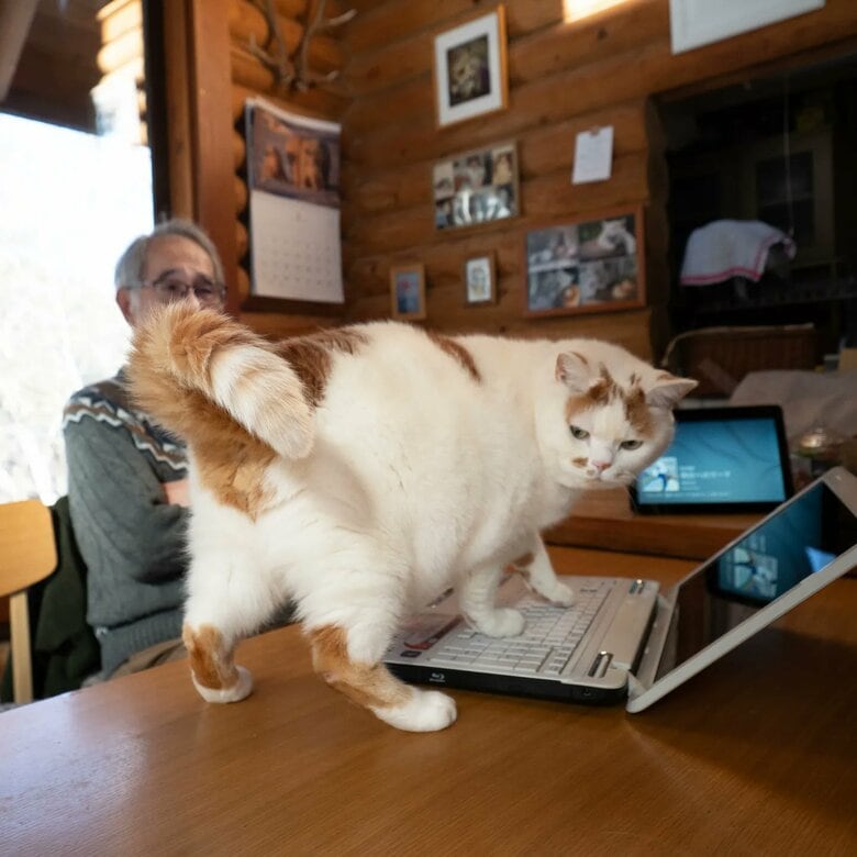 パソコンの邪魔をしていると…（提供：MARCOさん）