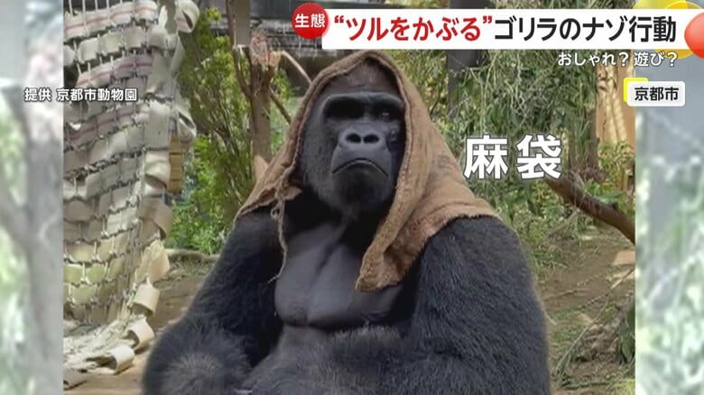 麻の袋をかぶり直すようなしぐさも見せていたモモタロウ