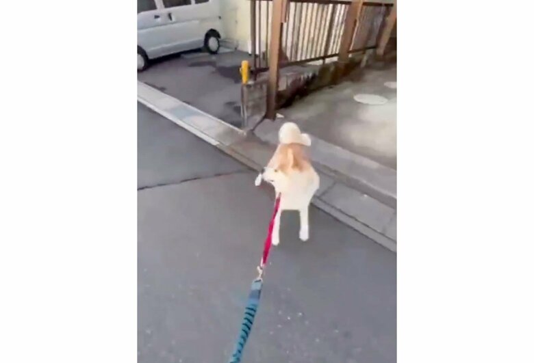 お兄ちゃんが気になってしまう（提供：秋田犬 杏(あん)と蓮(れん)さん）