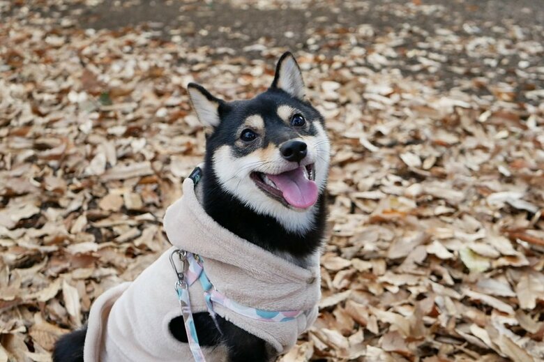 ニコニコ顔の煮豆くん