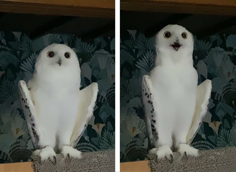 伸び縮みするニーベくん