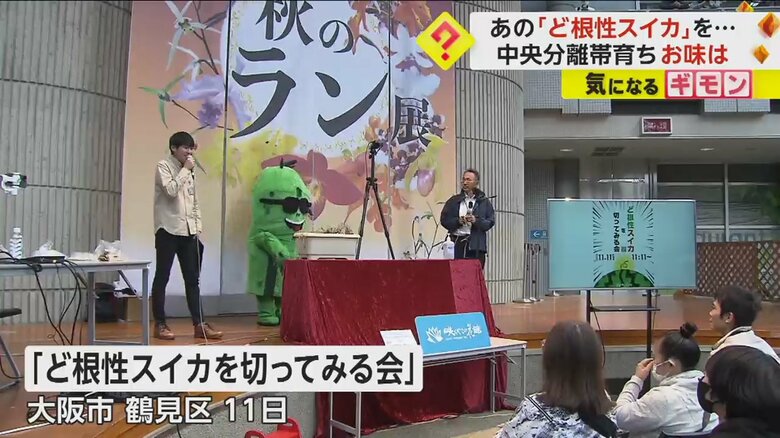 11日、大阪市鶴見区の植物園で開かれた「ど根性スイカを切ってみる会」