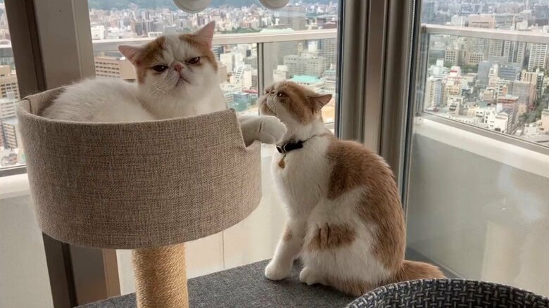 母猫「…」息子をじっと見つめて無言の圧力　画像提供：エキゾのきなこさん。