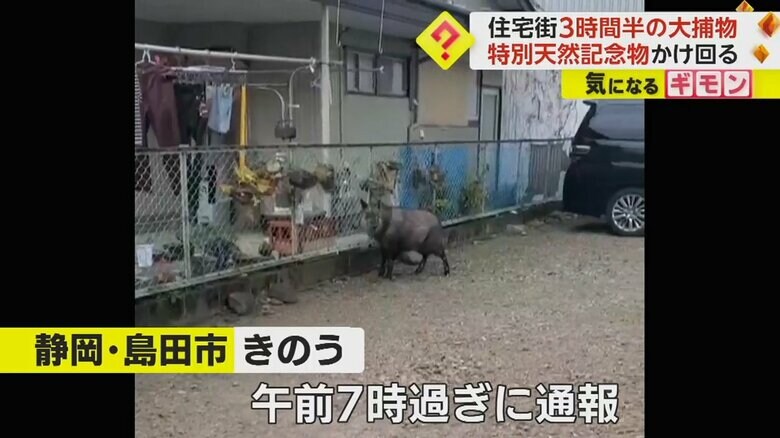 「カモシカがいる」と通報を受け、市の職員や猟友会などが出動（2月15日）