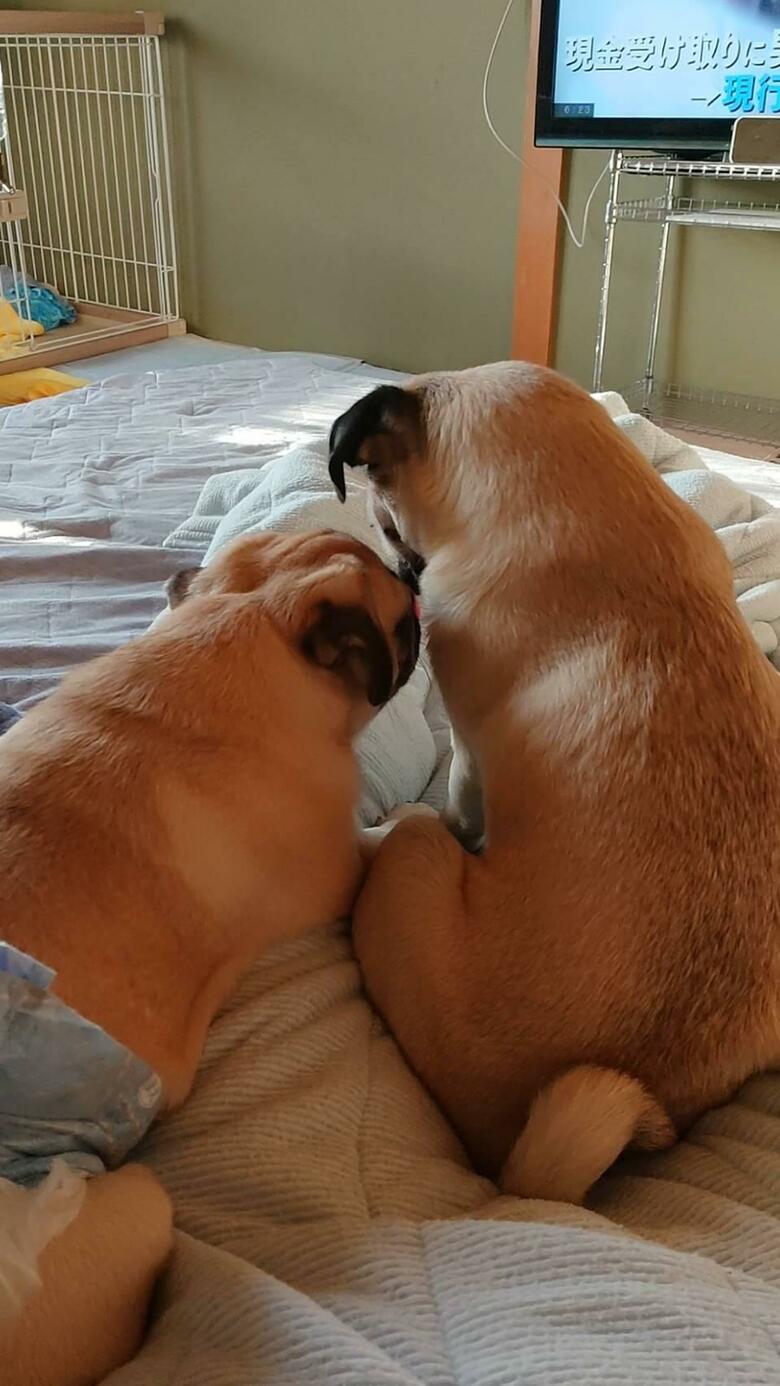 提供：たまごandおもちさん