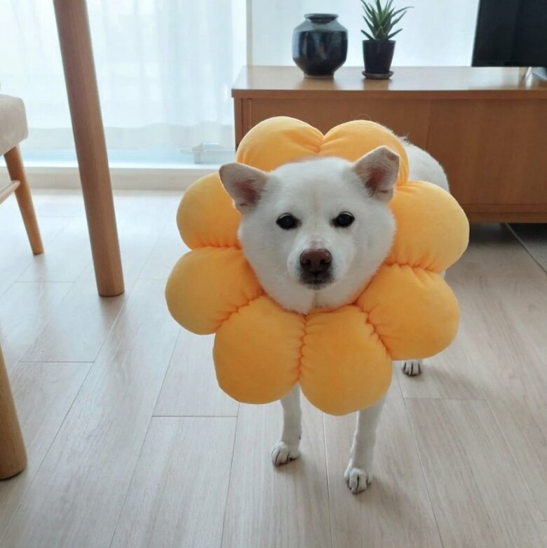 提供： kinako_kinakoさん