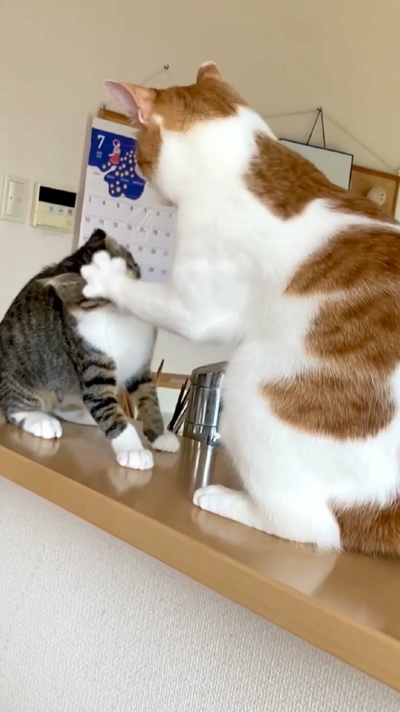 叩いて対抗　まるで注意しているかのよう