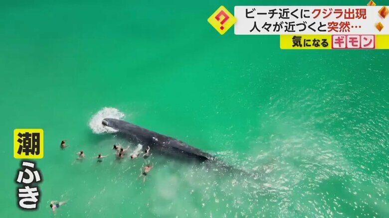 突然潮を吹いたクジラ（Jeffrey Krause）