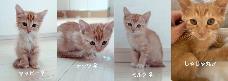 提供：oimo210さん