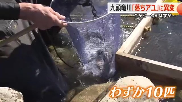 1回網を上げて1匹の時も…