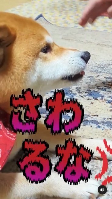 提供：柴犬スティーブch【コーギーと猫を添えて】さん