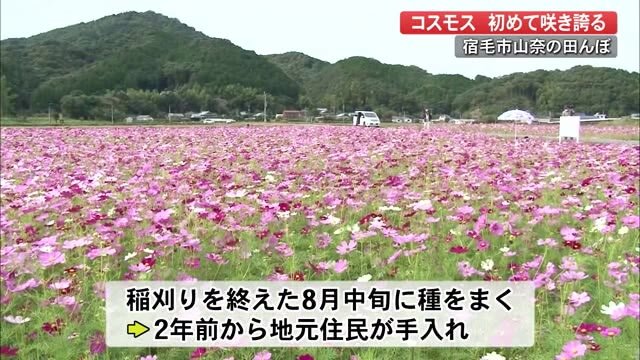 宿毛市 住民育てたコスモス咲く【高知】