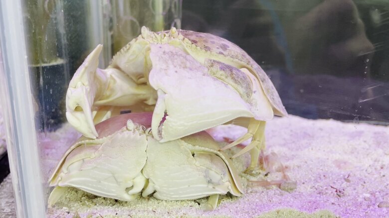 2匹のマルソデカラッパ