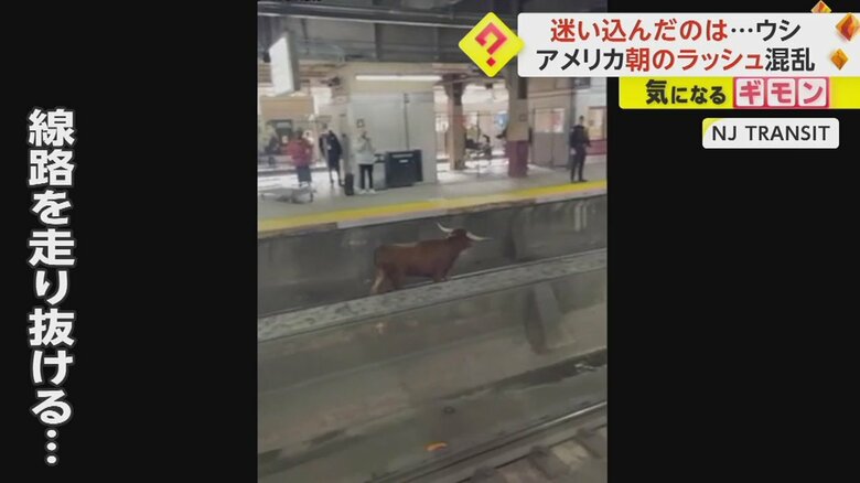 駅ホームの線路を軽快に走り抜けるウシ⑤