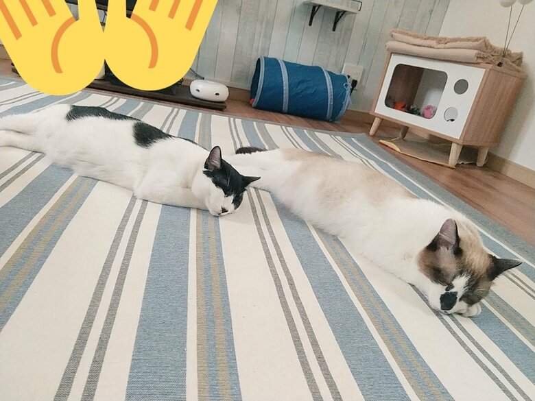 提供：かふぇらてさん