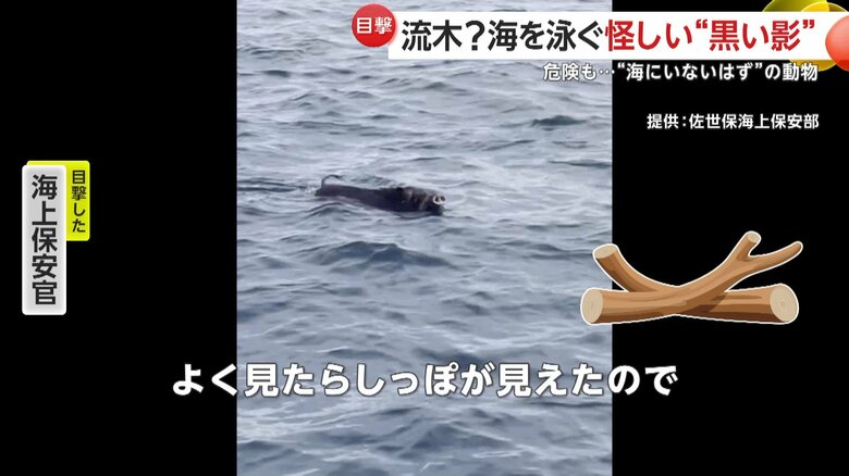 「よく見たらしっぽが見えた」と語っている遭遇した海上保安官