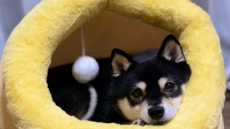 お家でまったり