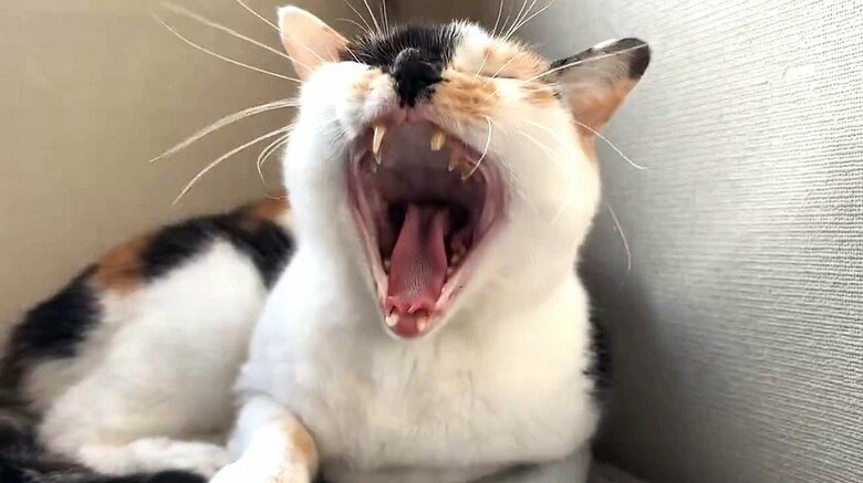 あくびをするミケ子ちゃん