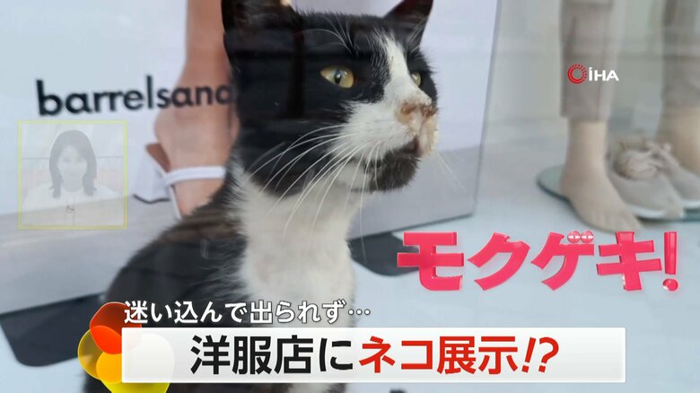 洋服店のショーウィンドウに閉じ込められ、前足でガラスをひっかき続けるネコ