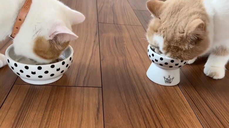 画像提供：エキゾのきなこさん。