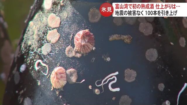 フジツボが付いた酒瓶