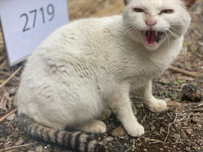野良猫の捕獲は大変。たにゃパパさんも一度失敗しています。（『歌舞伎町の野良猫「たにゃ」と僕』より）