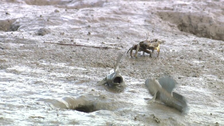 巣穴を守るムツゴロウ