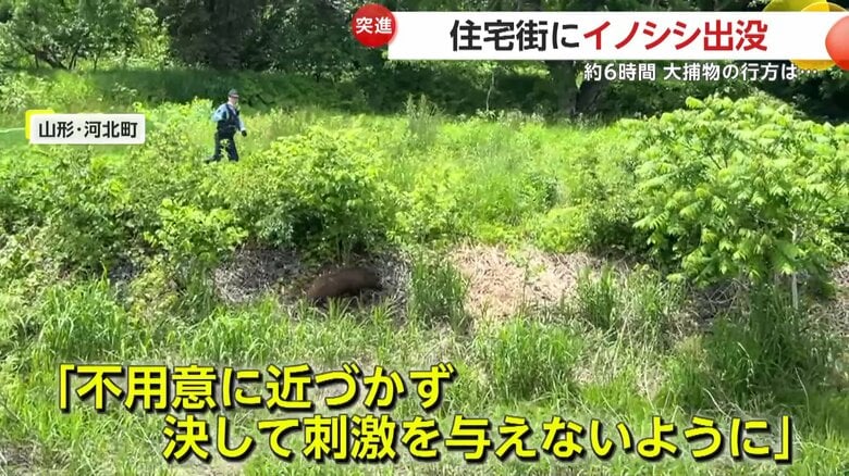 町の職員などに取り囲まれるイノシシ（FNN投稿サイト「ビデオPost」）