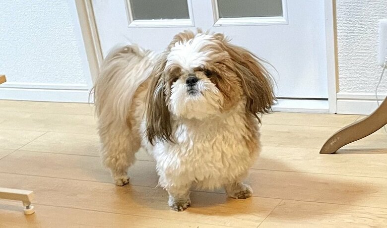 手足の先の毛だけ切ったら羊みたいに…