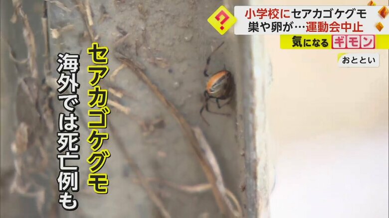 海外では、セアカゴケグモに噛まれて死亡した例も