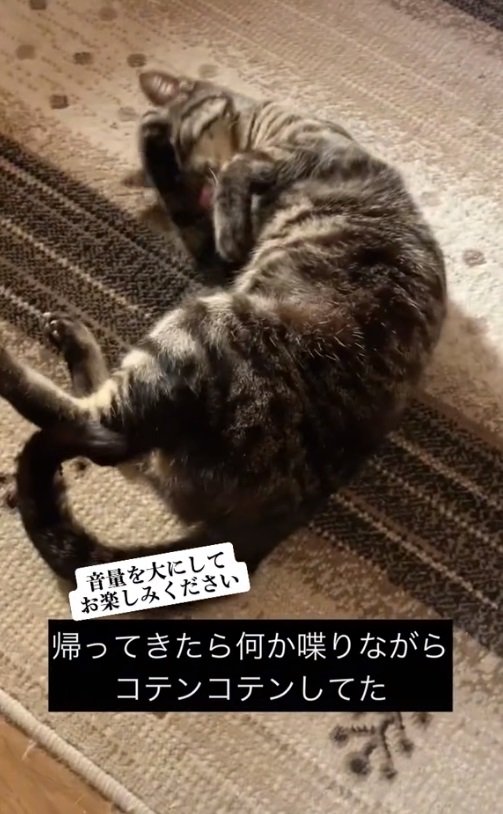転がるにゃん助さん