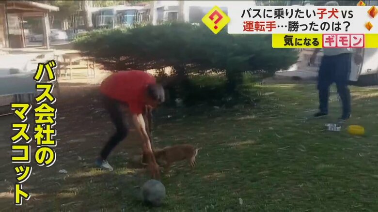 バス会社のマスコットとなった子犬