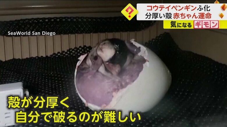 小さなくちばしで卵の殻をつついている