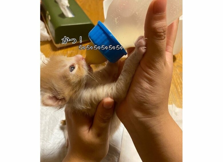 提供：ちょとさん