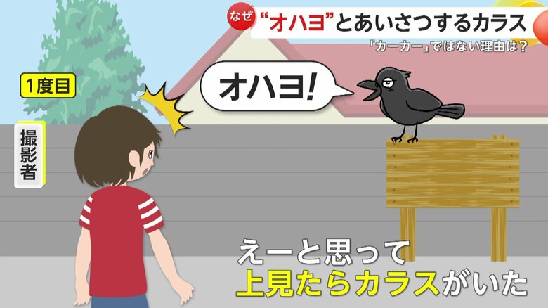 人かと思ったら後ろにいたのはカラス（イメージ画像）