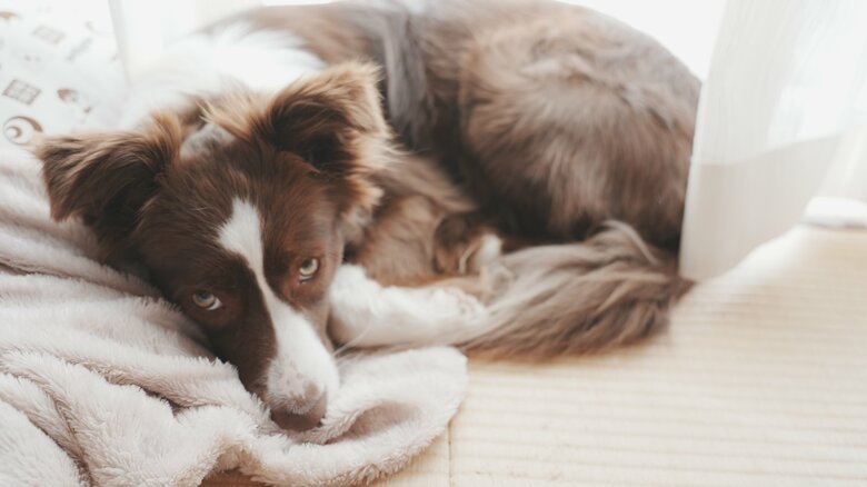 提供：ゆに＆メッシさん