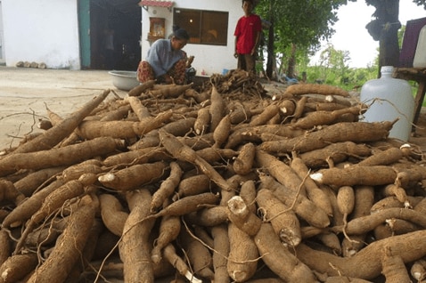 ソラークマエに使用されるキャッサバ芋