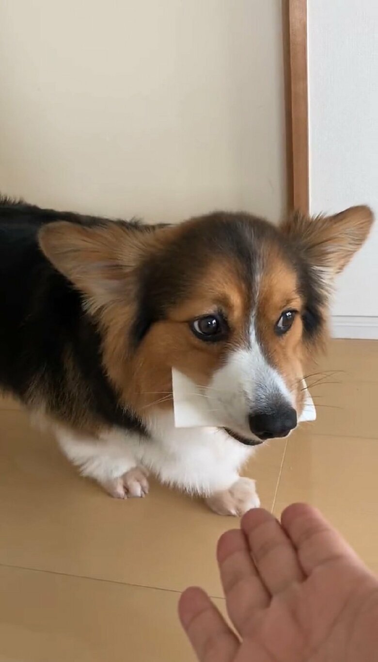 たいゆうるーくさんが「返して」と手を差し出すと…