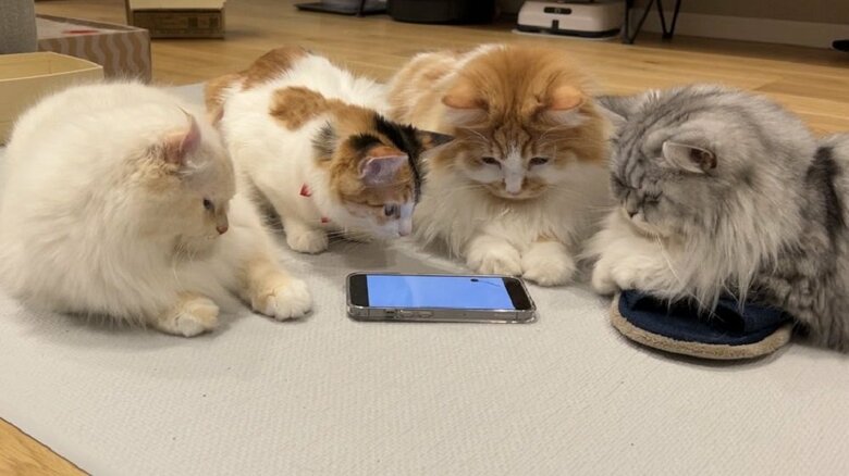 スマホに夢中の4匹