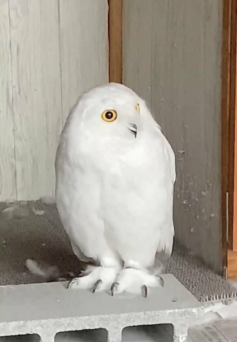 雷がゴロゴロと鳴ると…。